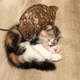 Image for article titled When a Cat and an Owl Develop a Beautiful Friendship